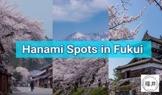 Top 5 Hanami Spots in Fukui for Cherry Blossoms Watching