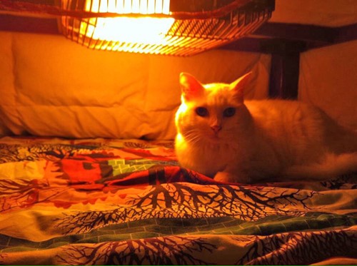 Japanese Kotatsu: Staying Warm in Winter - JapanLivingGuide.net - Living  Guide in Japan