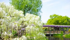 Where to See Wisteria Flowers Near Tokyo