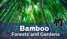 Best Scenic Bamboo Forests and Gardens in and around Tokyo