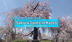 6 Absolutely Superb Sakura Spots in Kyoto - Selected by FOUR SEASONS KYOTO