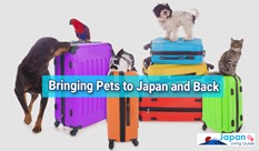 Bringing Pets to Japan and Back: A Quick 4-Step Guide